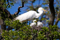 Great Egret and baby in formation