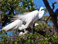 Great Egret Proud Parents